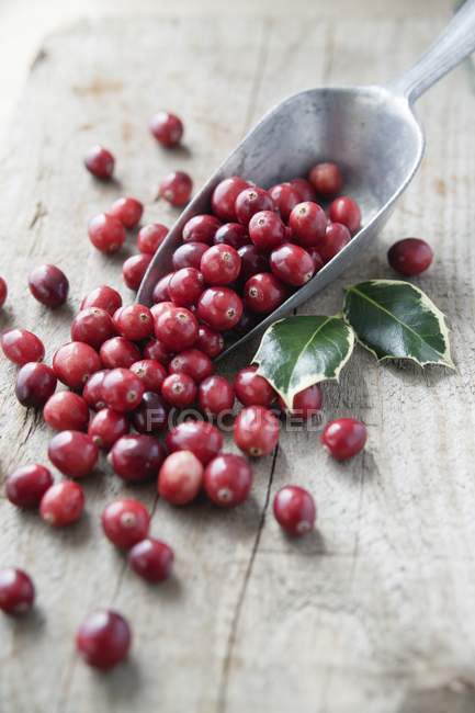 Cranberries em colher de grãos de metal — Fotografia de Stock
