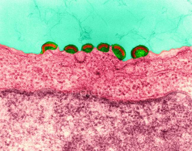 Virus maturo e rilascio in erba dell'HIV — Foto stock