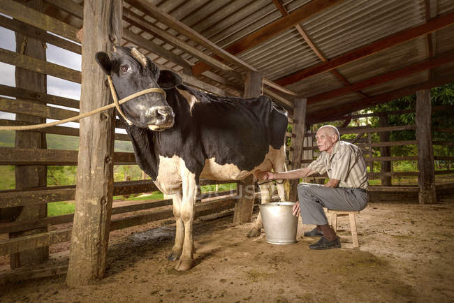 Старший мужчина доит корову в сарае . — стоковое фото