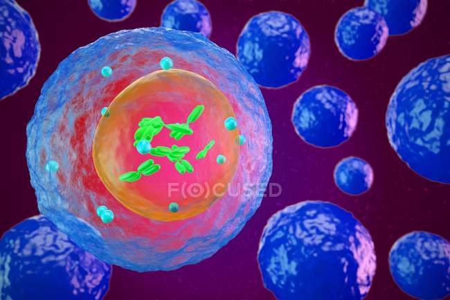 Lymphozyten weiße Blutkörperchen — Stockfoto