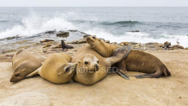 Grupo de lobos marinos tomando el sol en la playa
. - foto de stock