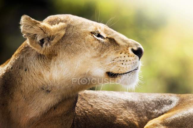 Портрет левиця дивитися вбік, Нгоронгоро, Танзанії. — стокове фото