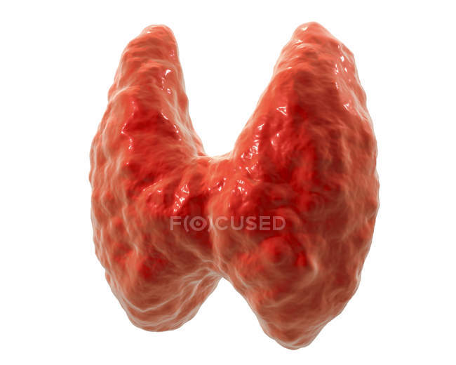 Залоза щитовидної залози, комп'ютерна ілюстрація . — стокове фото