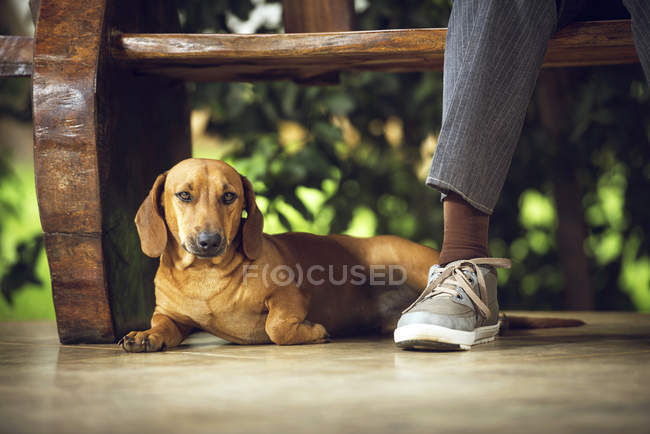 Собака таксы лежит на полу под скамейкой ногой человека . — стоковое фото