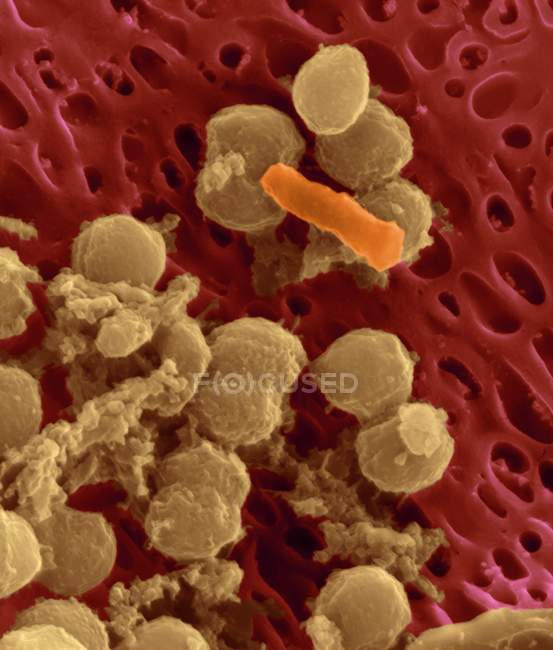 Bacterias de Streptococcus thermophilus - foto de stock