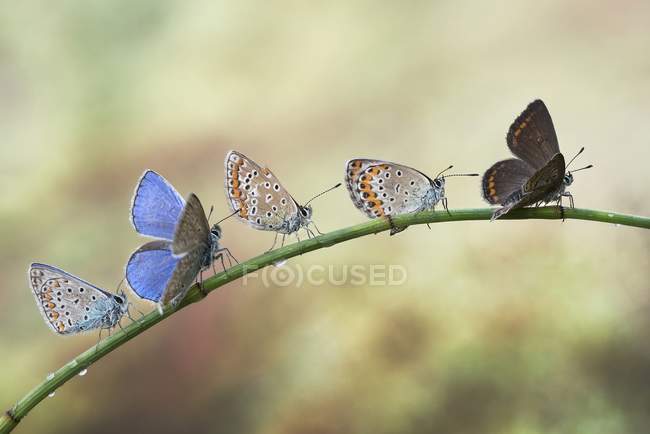 Five butterflies on a plant stem — Stock Photo
