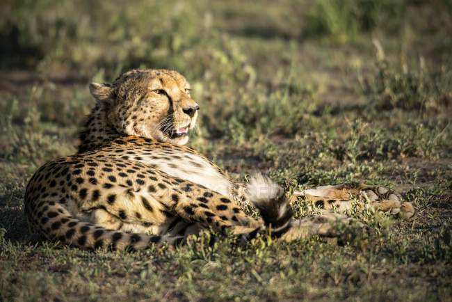 Cheetah descansando no chão em Serengeti, Tanzânia . — Fotografia de Stock