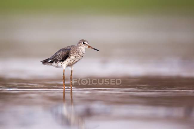 Common redshank hunting in water. — Stock Photo