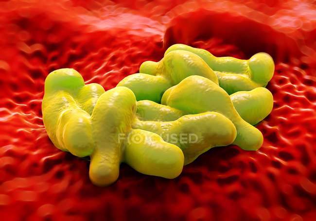 Bactérias Campylobacter jejuni — Fotografia de Stock