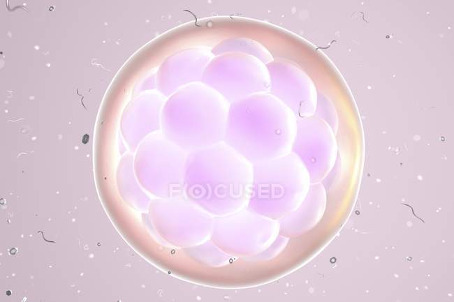 Ilustración del embrión humano multicelular . - foto de stock
