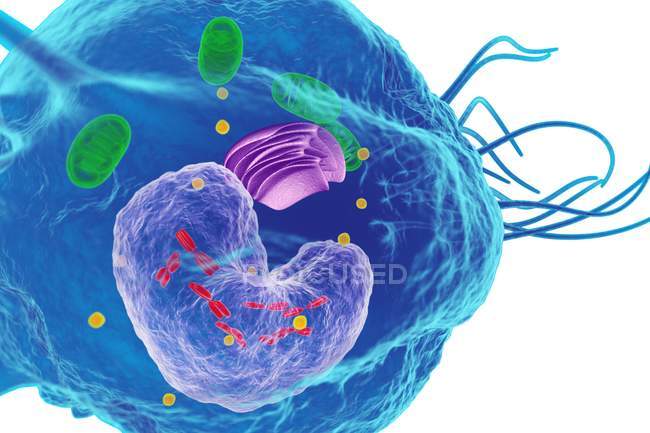 White blood cell structure — Stock Photo