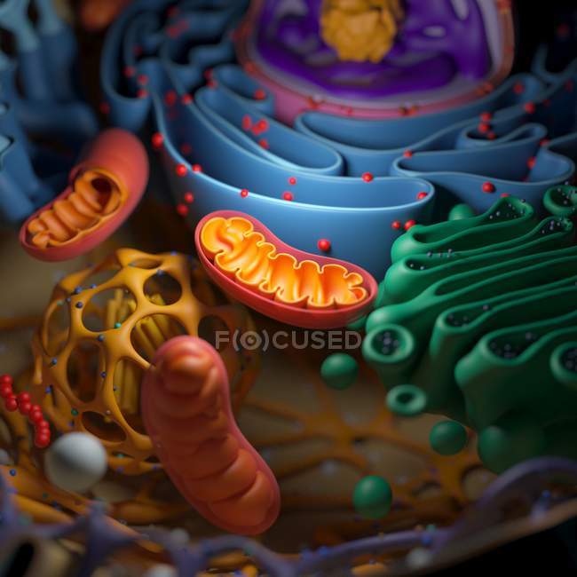 Cellular organelles and mitochondrion — Stock Photo