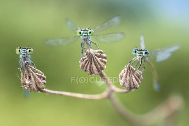 Libellen auf einer trockenen Blume — Stockfoto