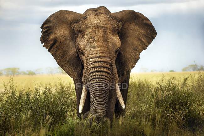Vista frontal del elefante africano en la hierba, Serengeti, Tanzania . - foto de stock