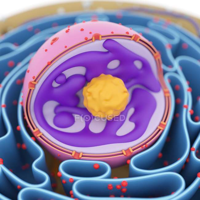 Структура клеточных органелл — стоковое фото