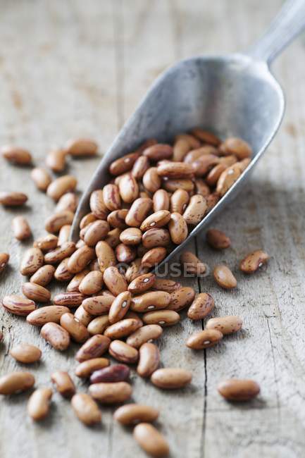 Pinto beans in metal grain scoop. — Stock Photo