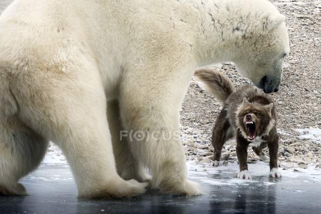 Полярного ведмедя і агресивний Ескімоська собака — стокове фото