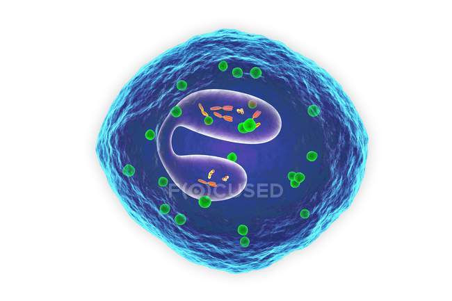 Структура эозинофильных клеток крови — стоковое фото