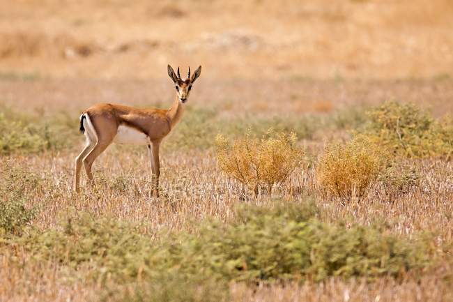 Mountain gazelle standing in meadow. — Stock Photo