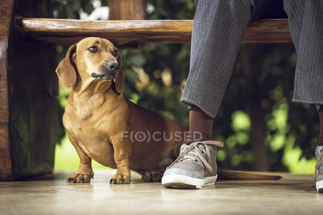 Dachshund dog sitting on floor under bench by person feet. — Stock Photo