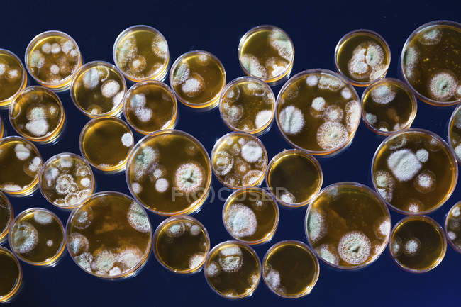 Petrischalen mit Bakterien — Stockfoto