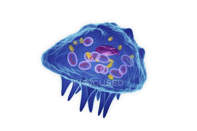 Osteoclast cell structure — Stock Photo