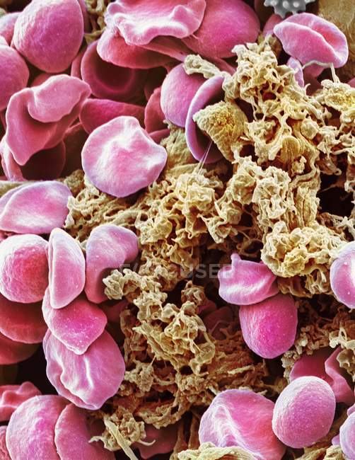 Красные клетки крови и тромбоциты — стоковое фото