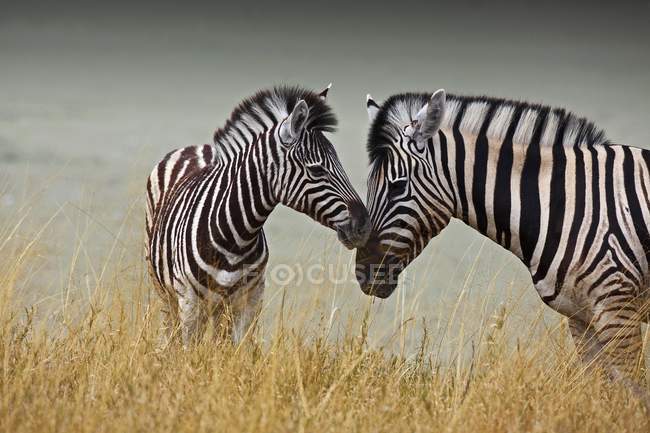 Mother and baby zebras in grass of Etosha Pan, Namibia. — Stock Photo