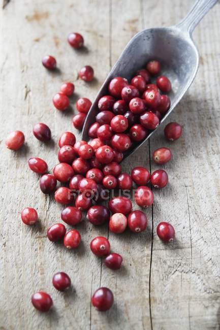 Cranberries em colher de grãos de metal . — Fotografia de Stock