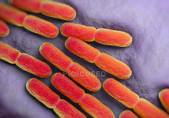 Lactobacillus bulgaricus bacteria — Stock Photo