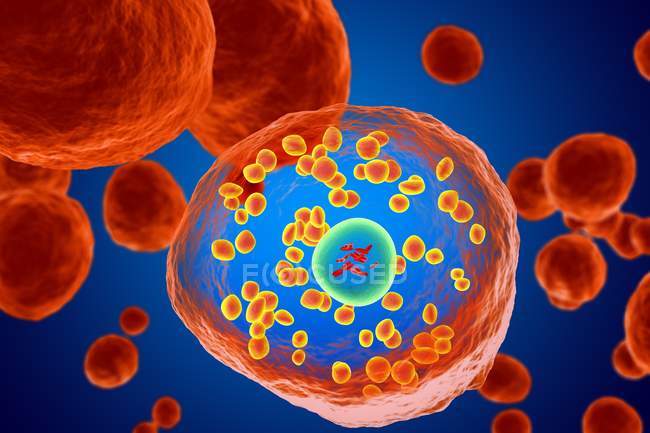 Structure and shape of basophil — Stock Photo