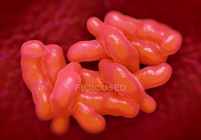 Campylobacter jejuni bacteria — Stock Photo