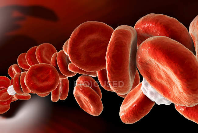 Vasos sanguíneos con células sanguíneas - foto de stock