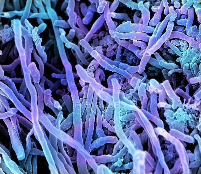 Бактерии Streptomyces coelicoflavus — стоковое фото