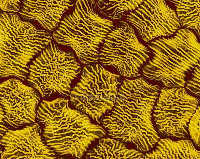 Surface des pétales de moutarde sauvage (Brassica kaber), micrographie électronique à balayage coloré (MEB)
). — Photo de stock