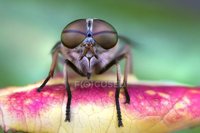 Adult Fly on a leaf — Stock Photo