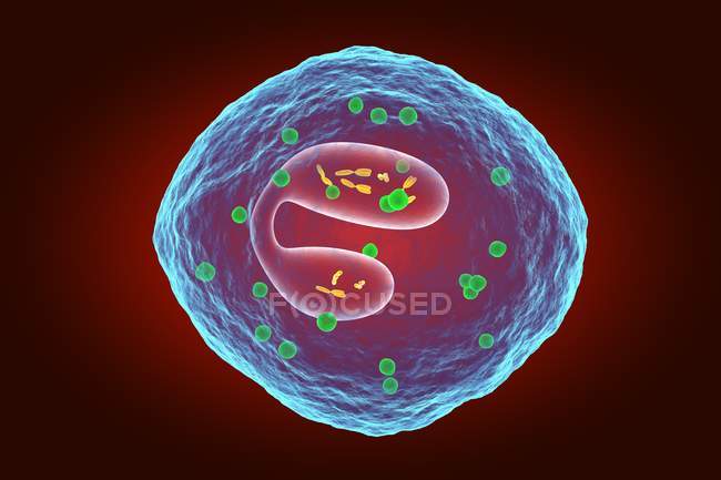 Структура клітин еозинофільної крові — стокове фото