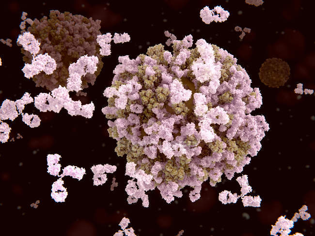 Антитіла, які атакують віруси грипу — стокове фото