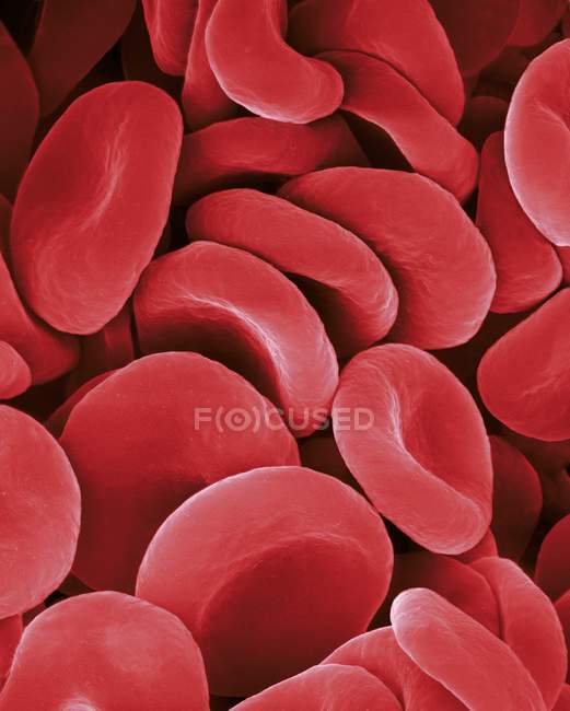 Glóbulos rojos humanos - foto de stock