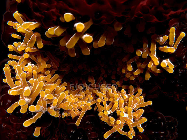 Bacteria de la tuberculosis de Mycobacterium — Stock Photo