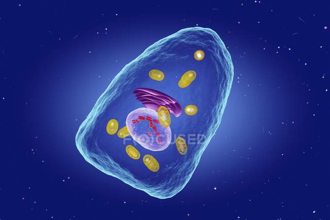 Osteoclast cell structure — Stock Photo