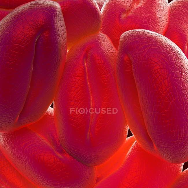 Forme des grains de pollen — Photo de stock