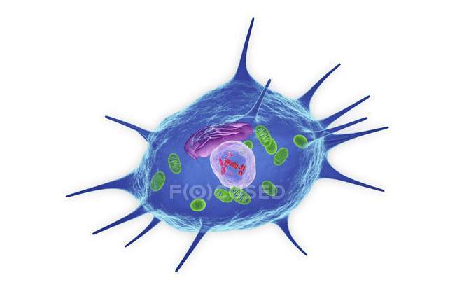 Estrutura celular dos osteoclastos — Fotografia de Stock