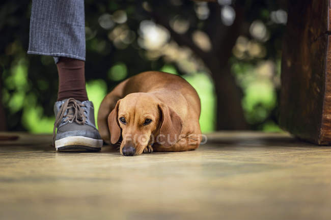 Dachshund dog lying on floor under bench by person foot. — Stock Photo
