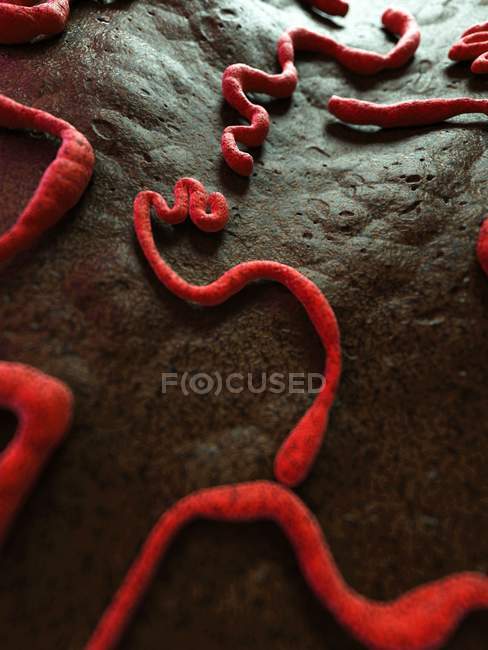 Estrutura das partículas do vírus ébola — Fotografia de Stock