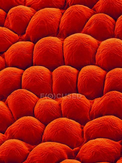 Papillae on the upper surface of a rose flower petal (Rosa sp), coloured scanning electron micrograph (SEM). — Stock Photo