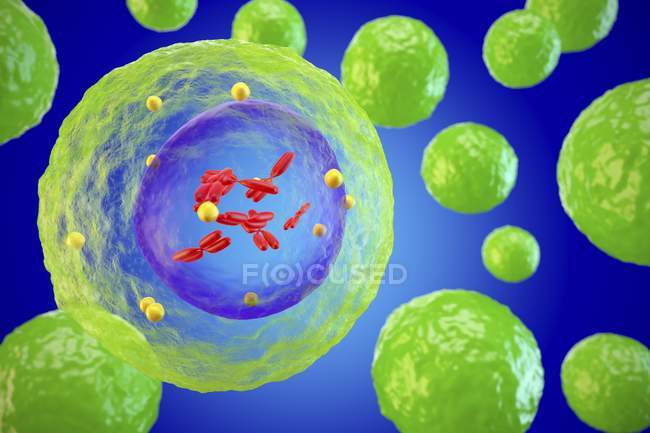 Lymphocyte white blood cells — Stock Photo