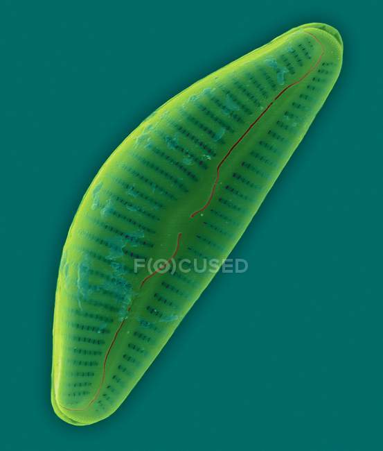 Frústula de diatomáceas de penato marinho — Fotografia de Stock