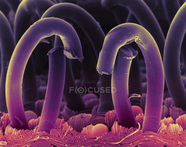 Coloured scanning electron micrograph (SEM) of hooks from a hooks and loops fastener, a two-sheet material used to fasten clothes and other fabrics. — Stock Photo