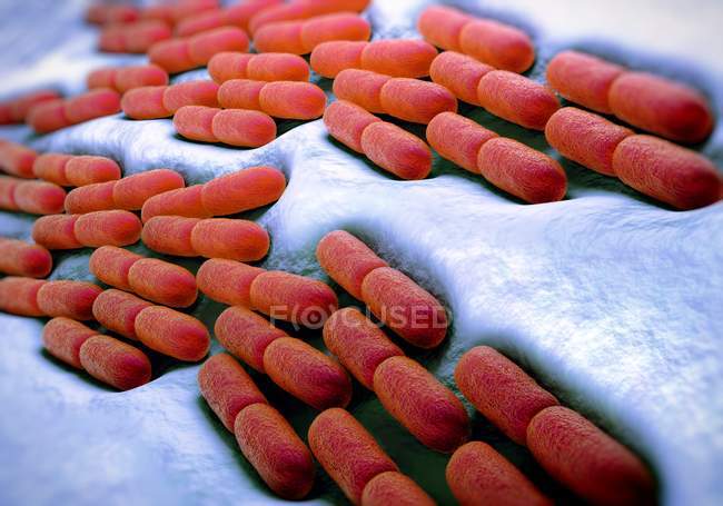 Bacterias de Lactobacillus bulgaricus - foto de stock